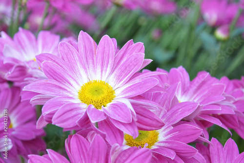 chrysanthemum flower