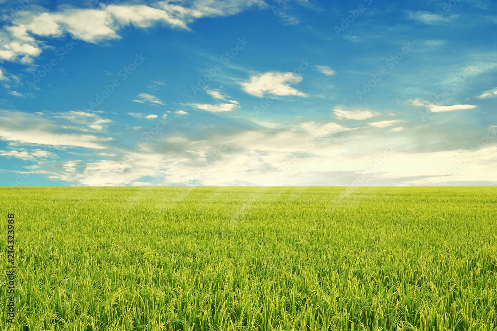 green rice field