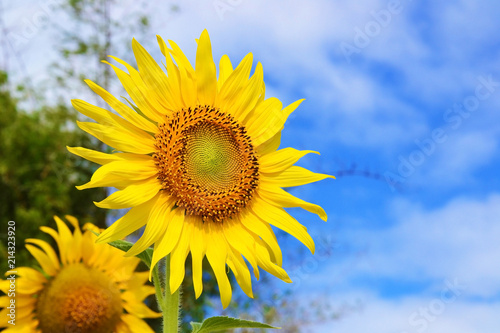 close up of sun flower