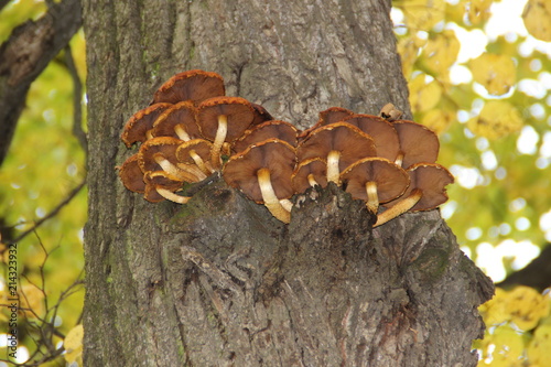 Mushrooms on a tree trunk.
