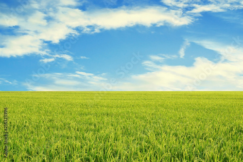 green rice field with blue sky