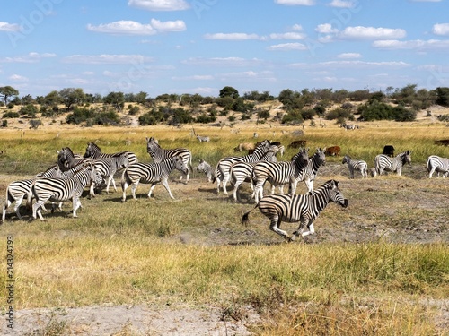 Damara zebra herd  Equus burchelli antiquorum  in Boteti river  Makgadikgadi National Park  Botswana