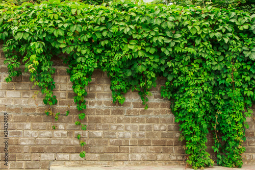 green ivy leaves on a red brick wall