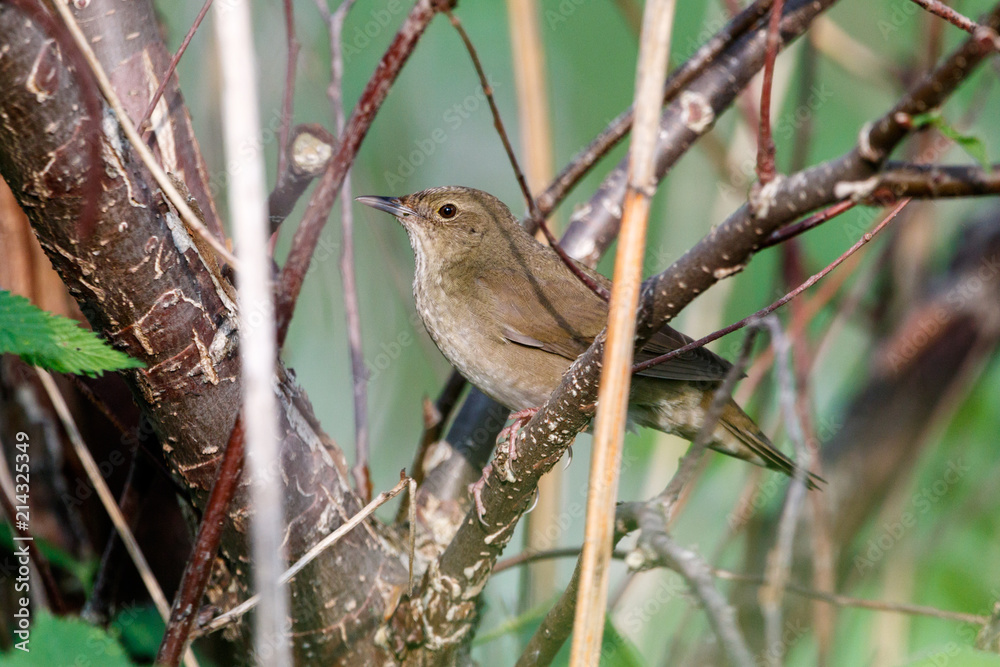 Obraz premium River Warbler (Locustella fluviatilis)