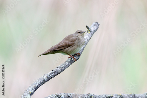 River Warbler (Locustella fluviatilis) photo