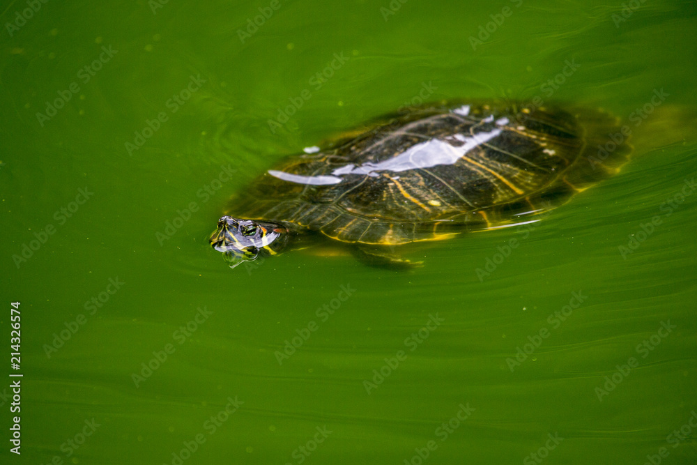 A turtle swimming in a green pond of water A turtle swimming in a green pond of water