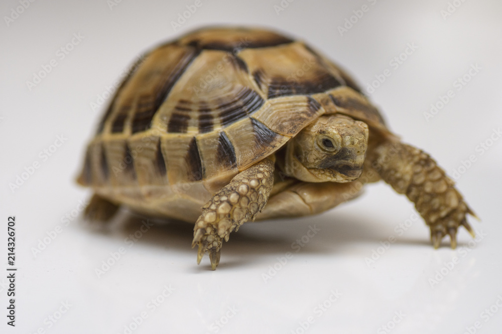 Fototapeta premium Baby turtle. little turtle. Head footed Tortoise. turtle isolated on white background