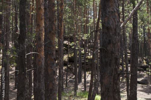 Pine forest, forest landscape