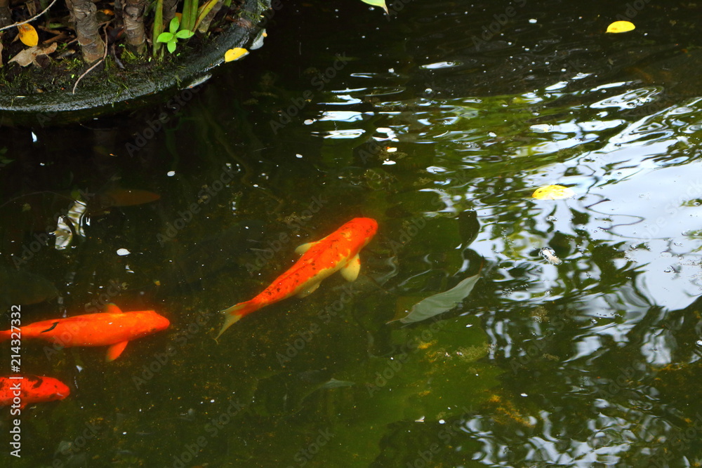 beautiful carp fish swimming in the pond beautiful carp fish swimming in the pond