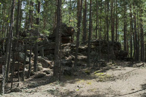 Pine forest, forest landscape