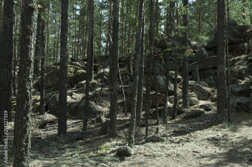 Pine forest, forest landscape