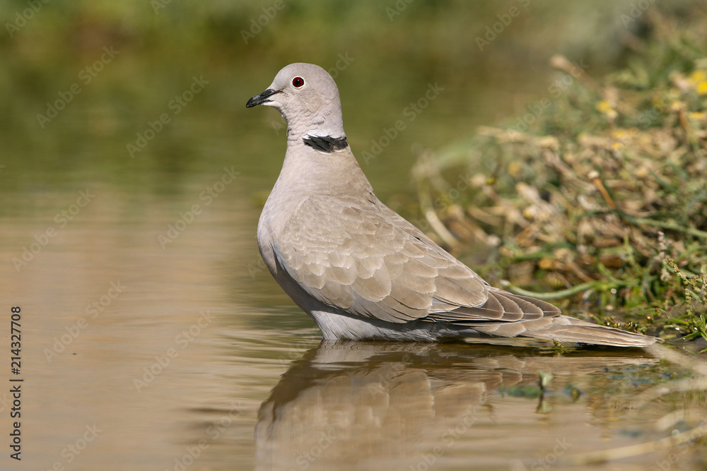 Collared Dove drinking in a lagoon in summer Collared Dove drinking in a lagoon in summer