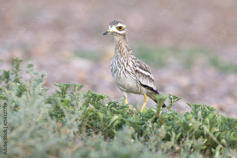 Stone-curlew. Burhinus oedicnemus