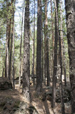 Pine forest, forest landscape
