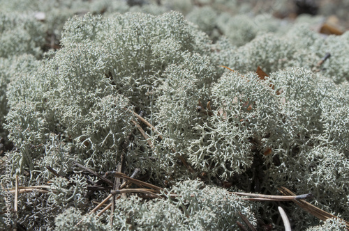 Beautiful thick moss