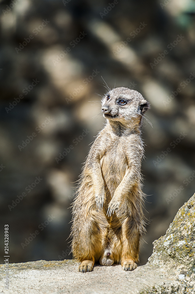 Fototapeta premium Suricate