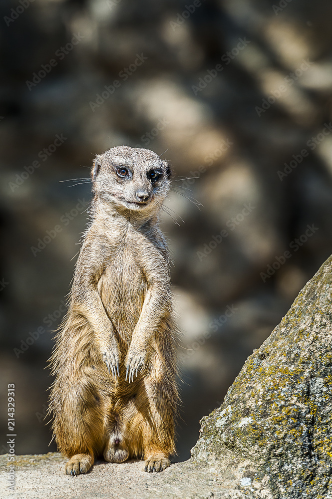 Fototapeta premium Suricate