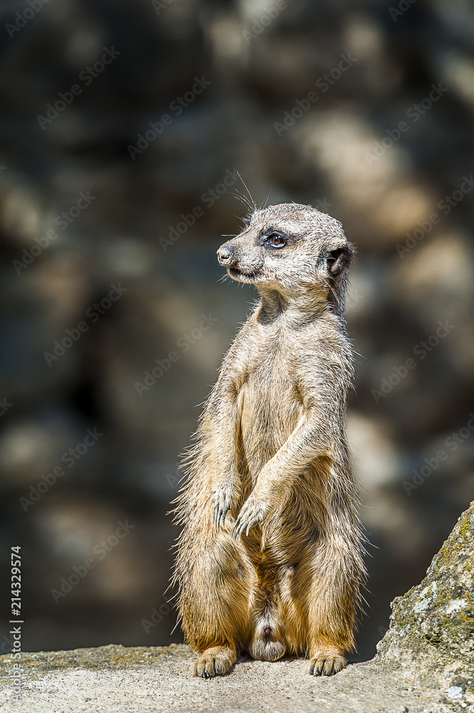 Fototapeta premium Suricate