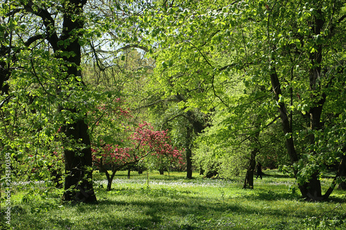 Bavarian countyside, beautiful spring view of a park with lush vegetation, a meadow with white flowers and a flowering tree with pink blossoms