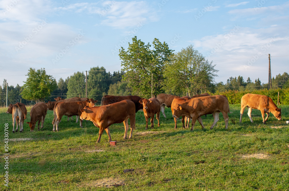 Cattle Limousin cows