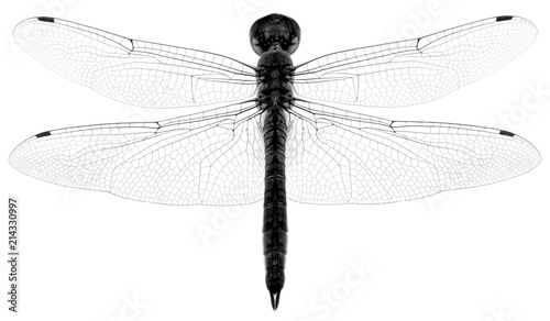 libellule en noir et blanc, fond blanc photo