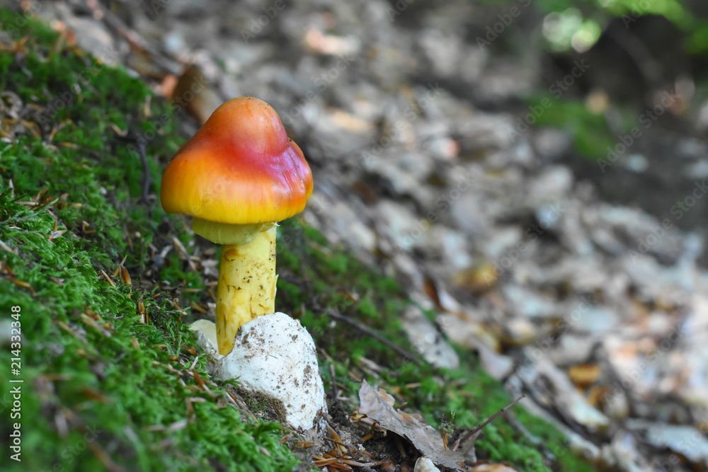 Caesar's mushroom (Amanita caesarea) grows in moss in the forest. Most delicious mushroom in the world Caesar's mushroom (Amanita caesarea) grows in moss in the forest. Most delicious mushroom in the world