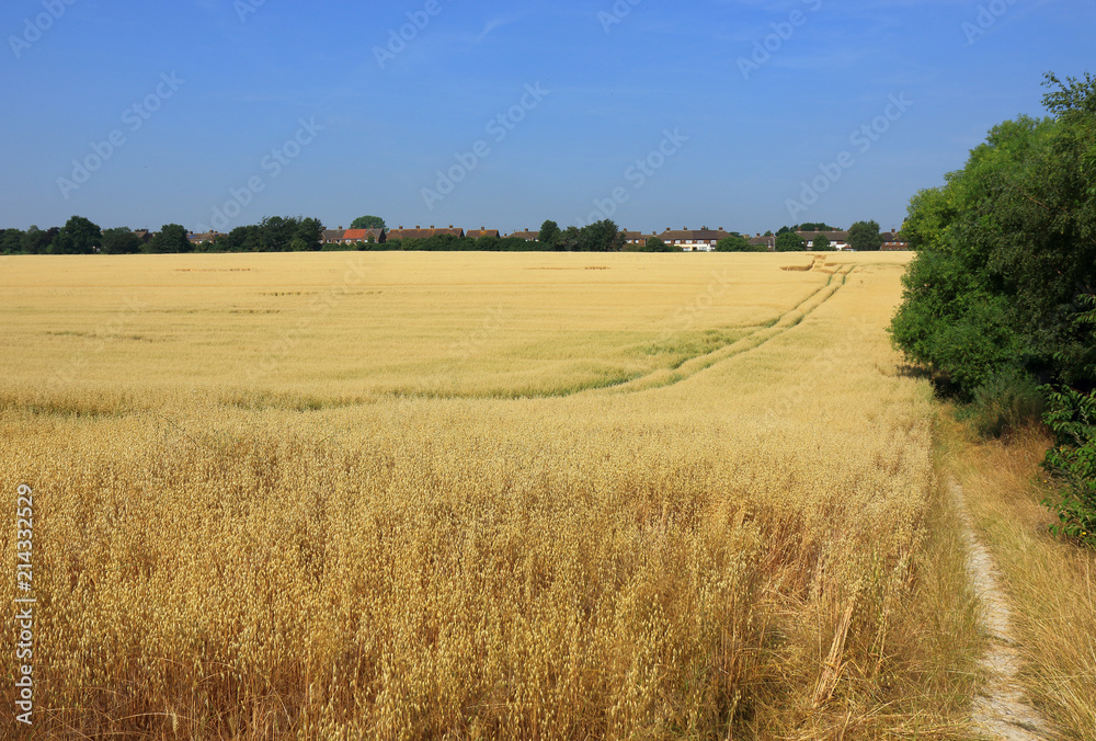 A landscape view of an Oat field