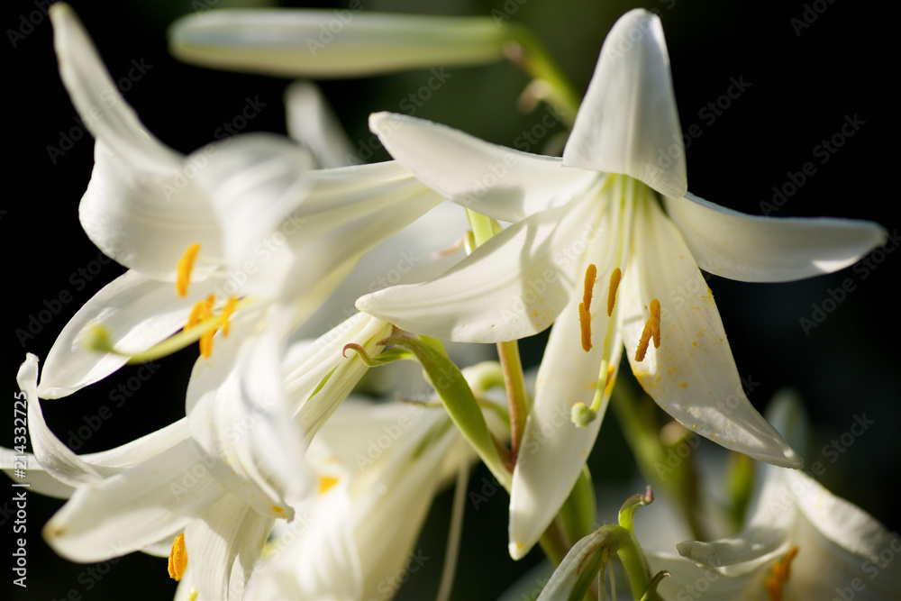 Flower white Lily close-up. Flower white Lily close-up.