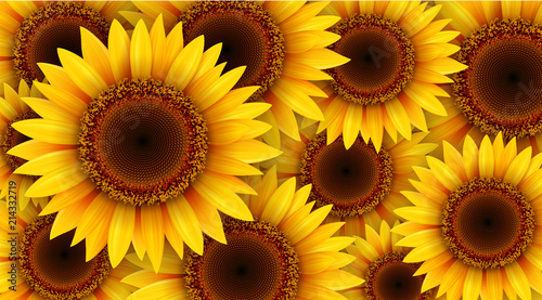 Sunflowers background, summer flowers vector illustration.