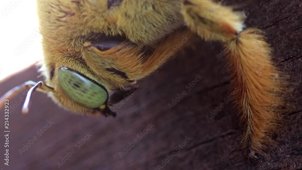 Tropical carpenter bee (Xylocopa latipes), macro view Tropical carpenter bee (Xylocopa latipes), macro view