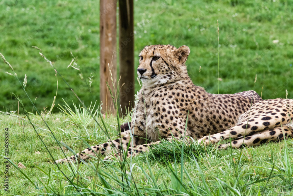 Guépard Guépard