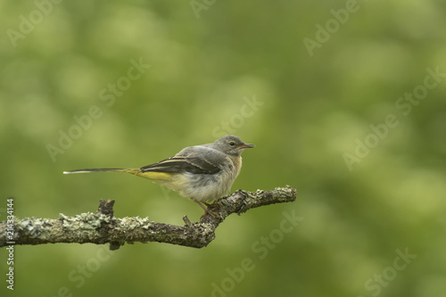 Grey wagtail_000008956