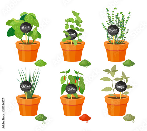 Basil and Thyme Collection Vector Illustration