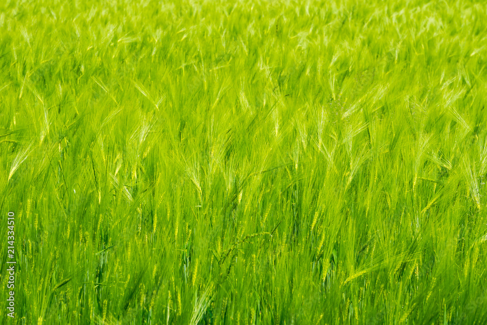Inside a green field of rye
