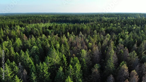 Aerial flight over green pine wood in sunlight