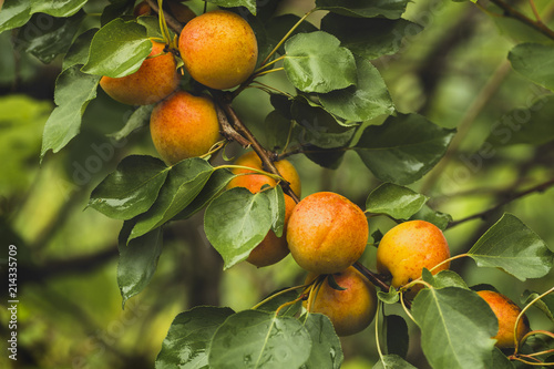 branch with ripe apricots photo