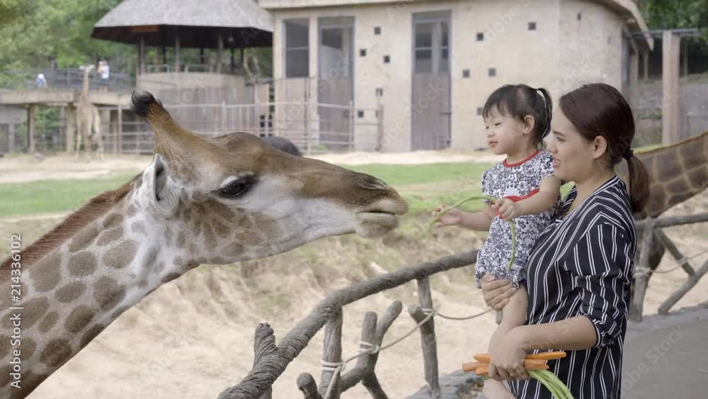 Young mother and little daughter feeding giraffe with yard long bean in zoo, crane shot