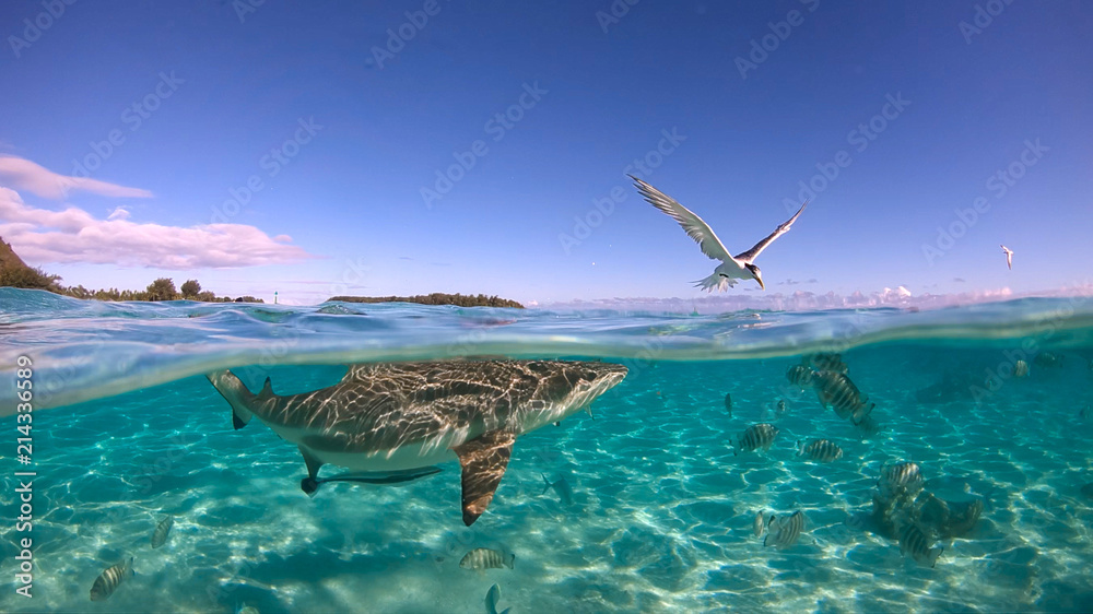 Fototapeta premium Over under sea surface sharks ,Pacific ocean, French Polynesia