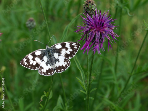 Schachbrettfalter und Kornblume