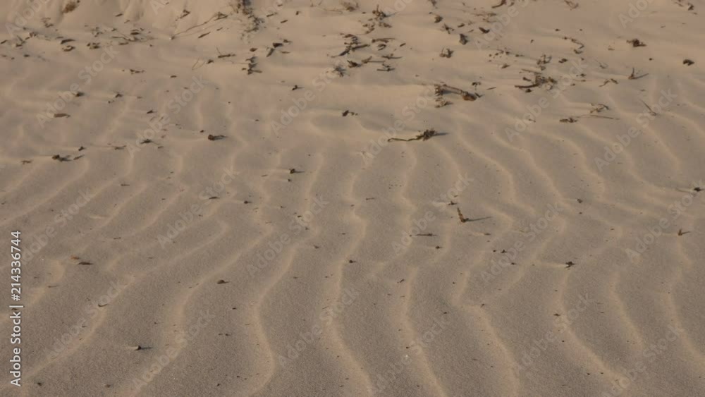 Texture of sand ripples in Sahara desert, close up Texture of sand ripples in Sahara desert, close up