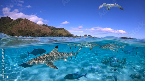 Fotografie, Obraz Over under sea surface sharks,tropical fish and bird ,Pacific ocean, French Poly