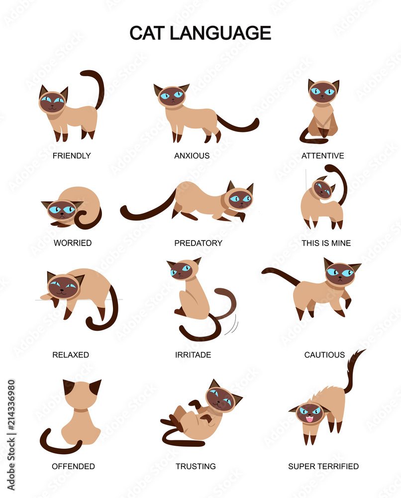 Cat language and feelings meaning. Cute cat expressions isolated on white background. Vector illustration.