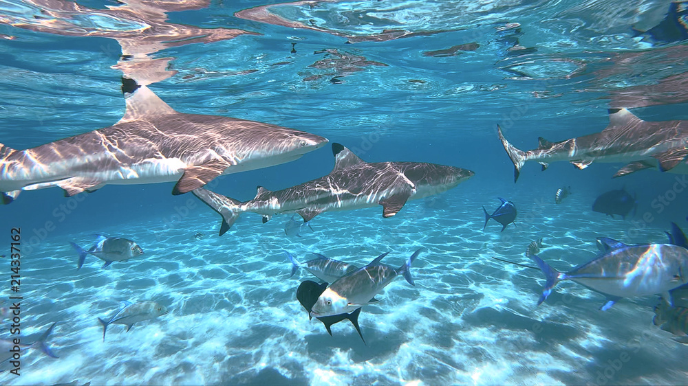 Obraz premium snorkeling in a lagoon with sharks, French Polynesia