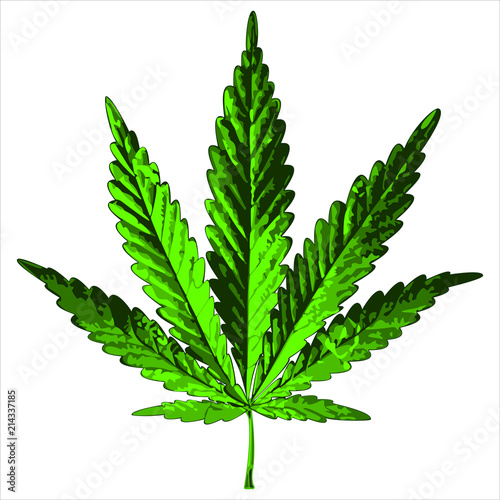 green hemp leaf