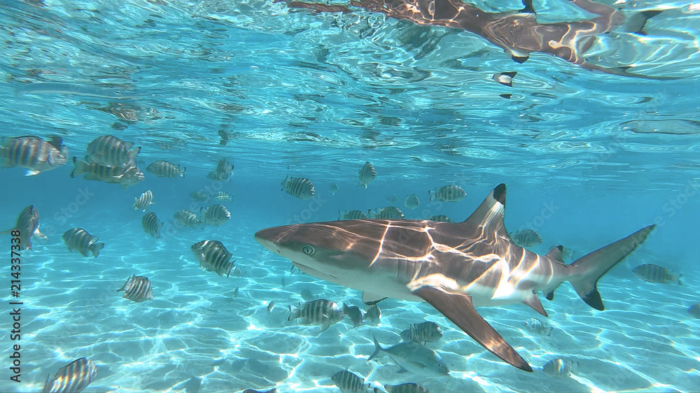 Obraz premium snorkeling in a lagoon with sharks, French Polynesia