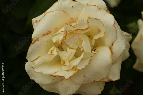 A white rose bloom closeup