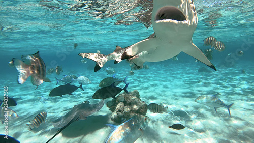 snorkeling in a lagoon with sharks, French Polynesia © Fly_and_Dive