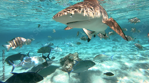 snorkeling in a lagoon with sharks, French Polynesia photo