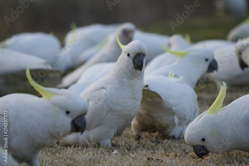 Sweet Cockatoo Looking into the camera with other cockatoos surrounding 