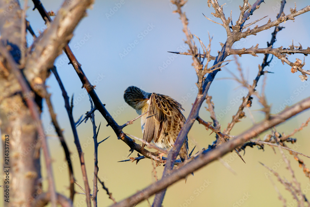 Grasshopper Warbler (Locustella naevia)